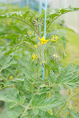 Image showing Flowers of cucumbers in greenhouses