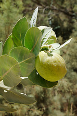 Image showing Poisonous Tree Apple of Sodom