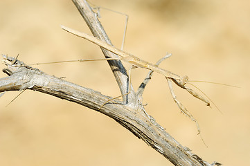 Image showing small mantis on a branch