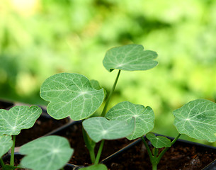 Image showing Green leaves of nasturtium seedlings 