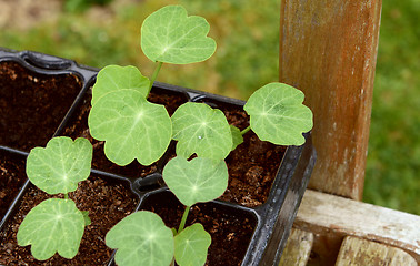 Image showing Seed tray of young nasturtium seedlings