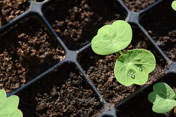 Image showing Droplets of water on leaf of a nasturtium seedling 