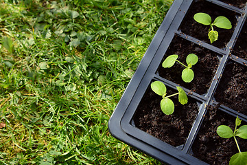 Image showing Cucamelon seedlings growing in a seed tray