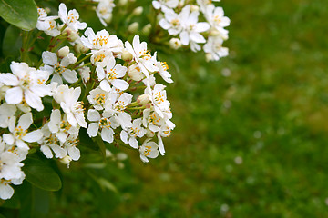 Image showing Fragrant white choisya flowers against green grass background