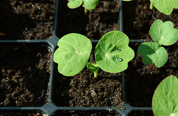 Image showing Nasturtium seedling with water droplets