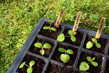 Image showing Cucamelon seedlings developing true leaves 