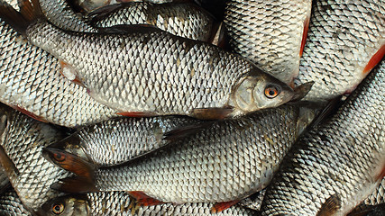 Image showing  Live fish full basket