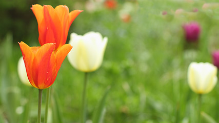 Image showing  Red Tulips close to