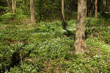 Image showing  White wood anemone flowers Spring primroses 