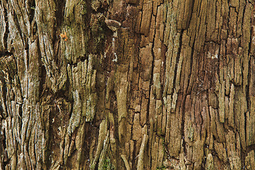 Image showing Closeup of the bark of an old tree