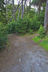 Image showing Road in a green forest in the spring