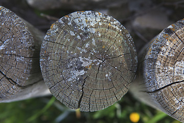Image showing Top view of a cut tree