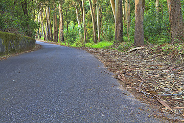 Image showing Road in a green forest in the spring