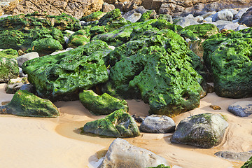 Image showing Green stones on the seashore