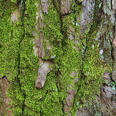 Image showing Closeup of the bark of an old tree