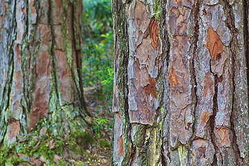 Image showing Closeup of the bark of an old tree