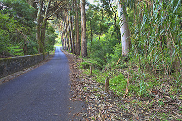 Image showing Road in a green forest in the spring