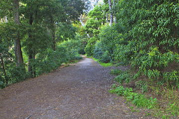 Image showing Road in a green forest in the spring