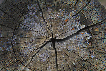 Image showing Top view of a cut tree