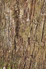 Image showing Closeup of the bark of an old tree