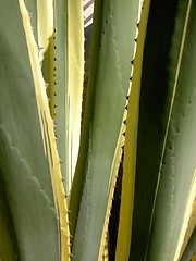 Image showing foliage