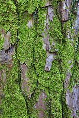 Image showing Closeup of the bark of an old tree