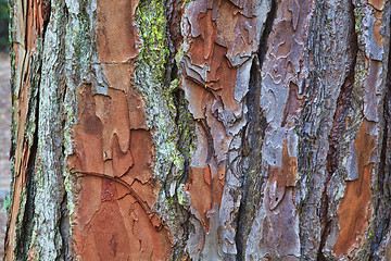 Image showing Closeup of the bark of an old tree