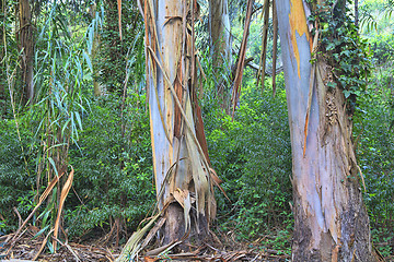 Image showing green forest in the spring