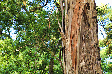 Image showing Closeup of the bark of an old tree