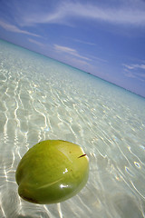 Image showing Floating Coconut