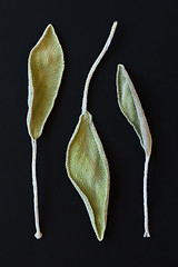 Image showing Dry sage leaves (salvia)