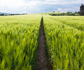 Image showing Spring landscape with green field