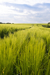 Image showing Spring landscape with green field