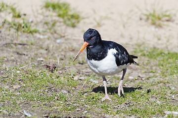 Image showing Oystercatcher 