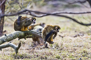 Image showing Common squirrel monkey