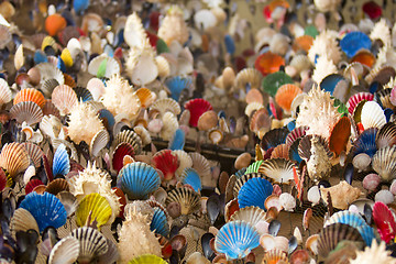 Image showing Many of Colorful seashell as background, selective focus