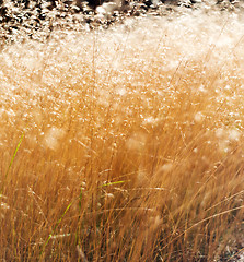 Image showing Grass in summer, abstract background