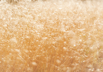 Image showing Grass in summer, abstract background