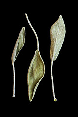 Image showing Dry sage leaves (salvia)