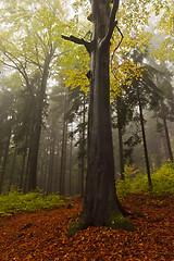 Image showing Autumn forest