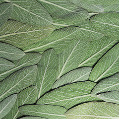 Image showing Salvia (sage, also called garden sage, or common sage)