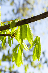 Image showing green leaves of chestnut