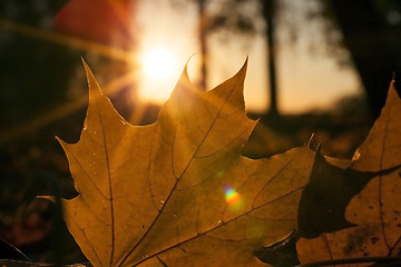 Image showing fallen leaves of a maple