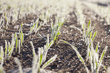 Image showing agricultural plants, frost