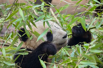 Image showing Giant panda eating bamboo