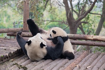 Image showing Giant panda eating bamboo