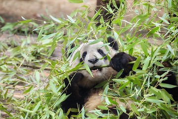 Image showing Giant panda eating bamboo