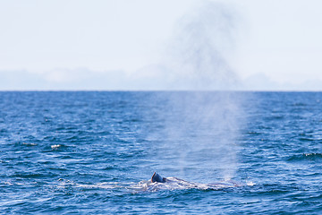 Image showing Blowout of a large Sperm Whale near Iceland