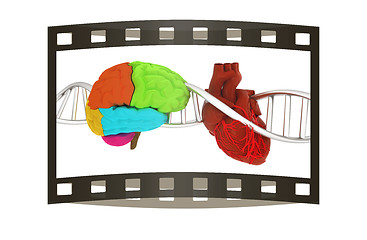 Image showing DNA, brain and heart. 3d illustration. The film strip