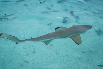 Image showing Blacktip shark in moorea island lagoon